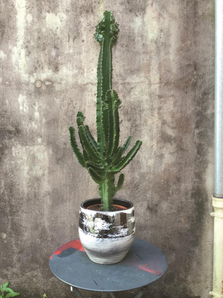 exterieur cactus