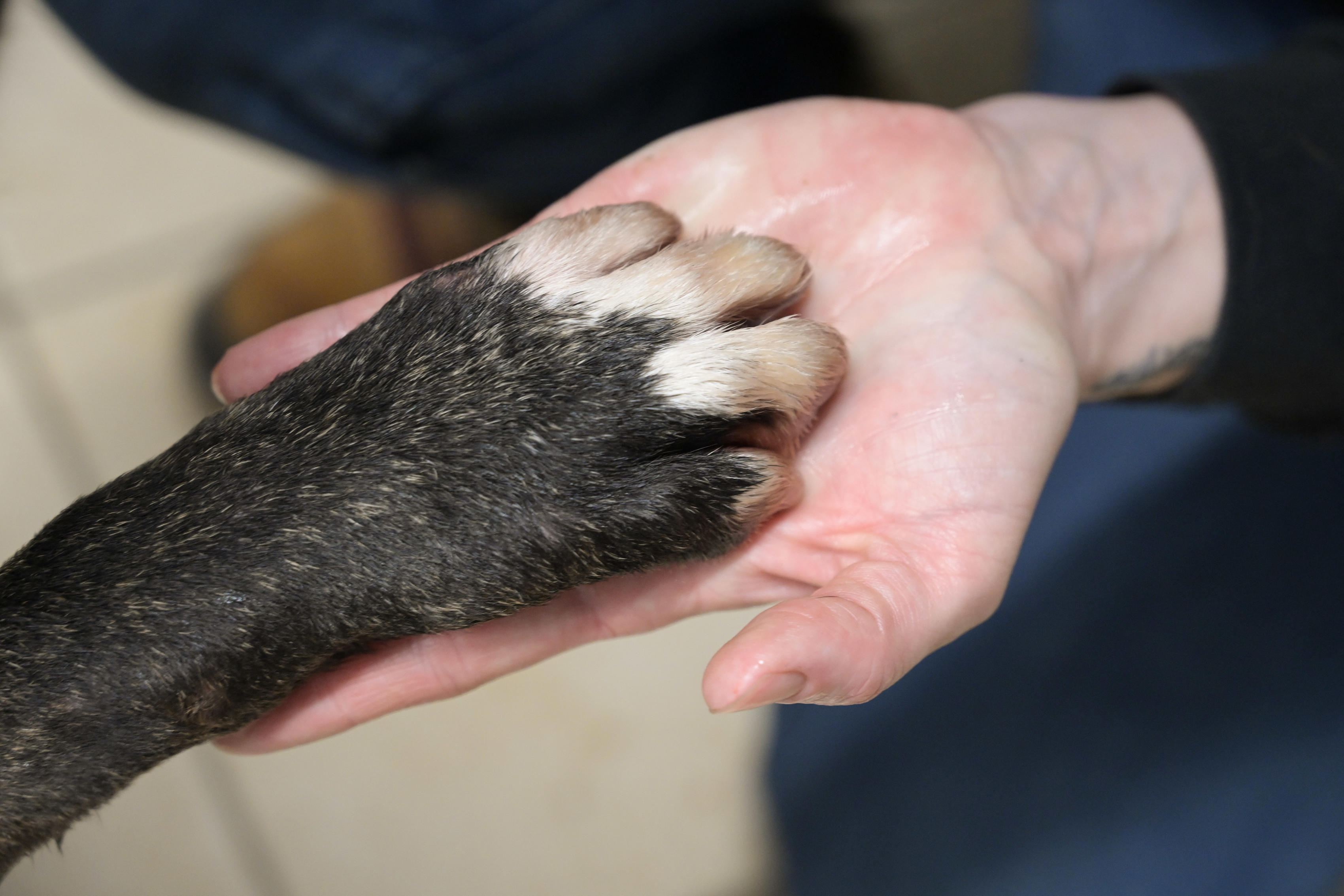 Le nouveau refuge animalier du HautBugey vous accueille