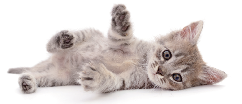 chats